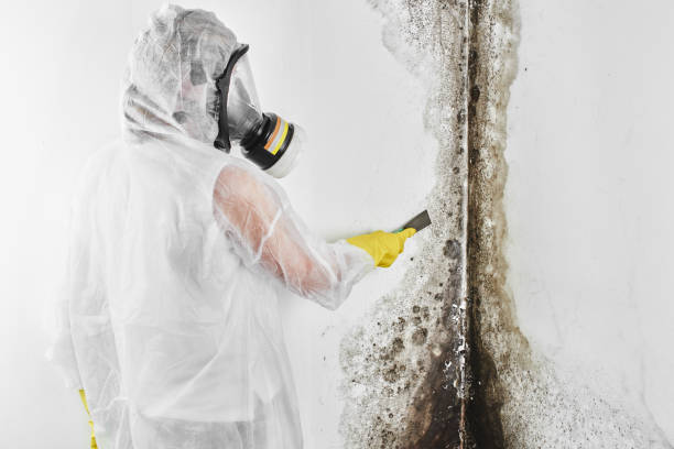 Best Crawl Space Mold Removal  in Crothersville, IN