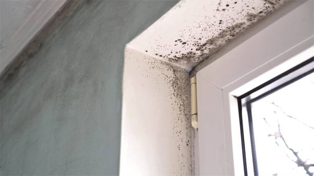 Best Home Mold Removal  in Crothersville, IN