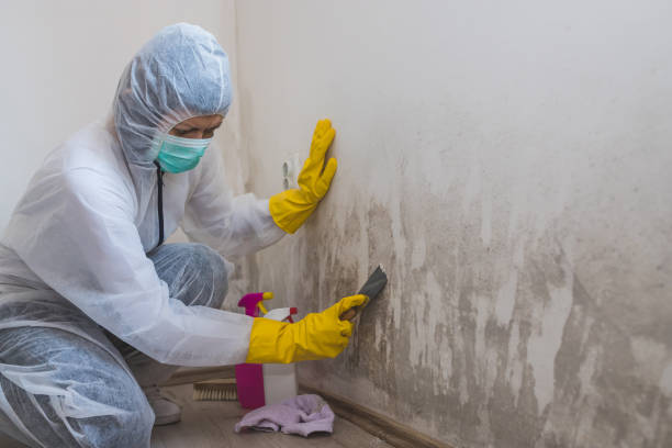 Best Office Mold Removal Services  in Crothersville, IN