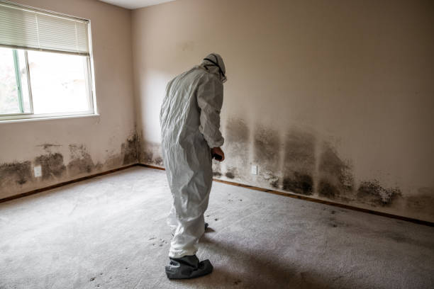 Best Mold Remediation  in Crothersville, IN