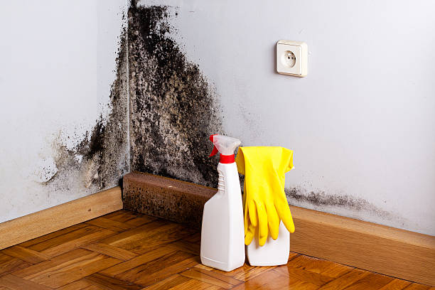 Best Mold Removal Company Near Me  in Crothersville, IN