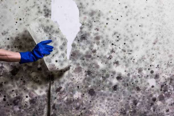 Office Mold Removal Services in Crothersville, IN