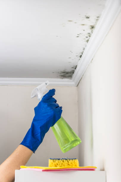 Best Certified Mold Removal  in Crothersville, IN