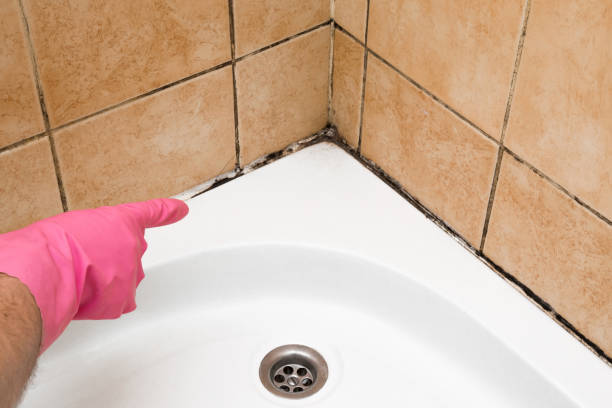 Best Best Mold Removal Companies  in Crothersville, IN